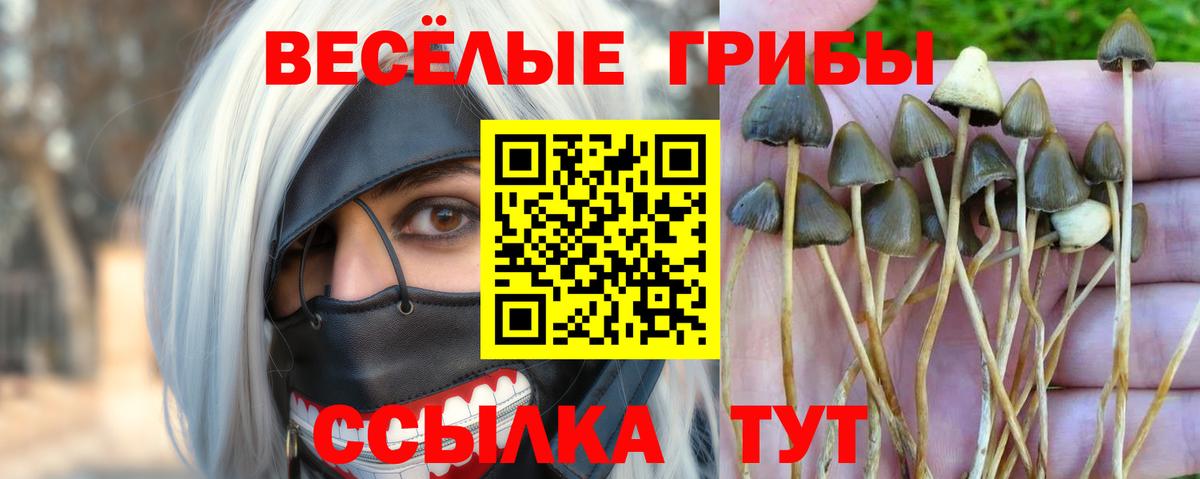 Псилоцибиновые грибы Psilocybine cubensis Рузаевка